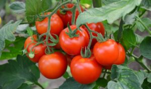 tomaten moestuin planten