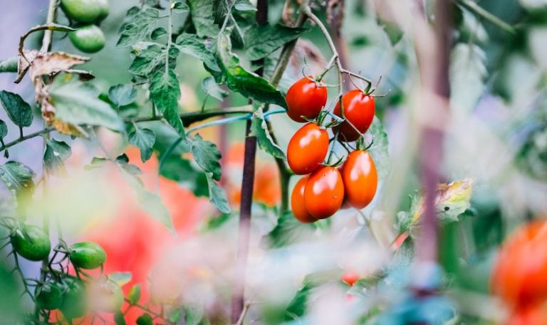 Hoe Maak Je Een Moestuin In Een Kleine Tuin Populus