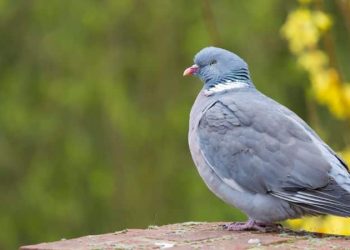 Duiven uit je tuin weghouden