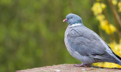 Duiven uit je tuin weghouden