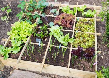 Hoe maak je een moestuin in een kleine tuin