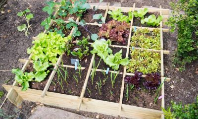 Hoe maak je een moestuin in een kleine tuin