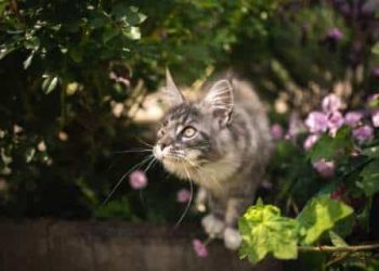 item Slechte factor Vallen De beste kattenverjagers om katten uit je tuin te houden - Populus